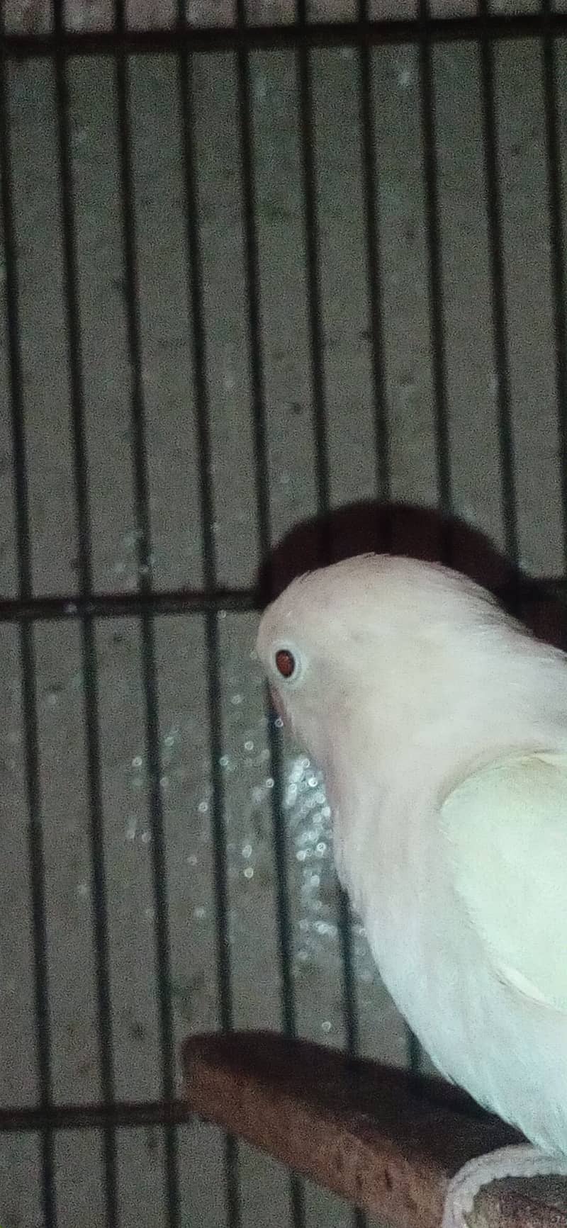 albino black eyes love bird 0