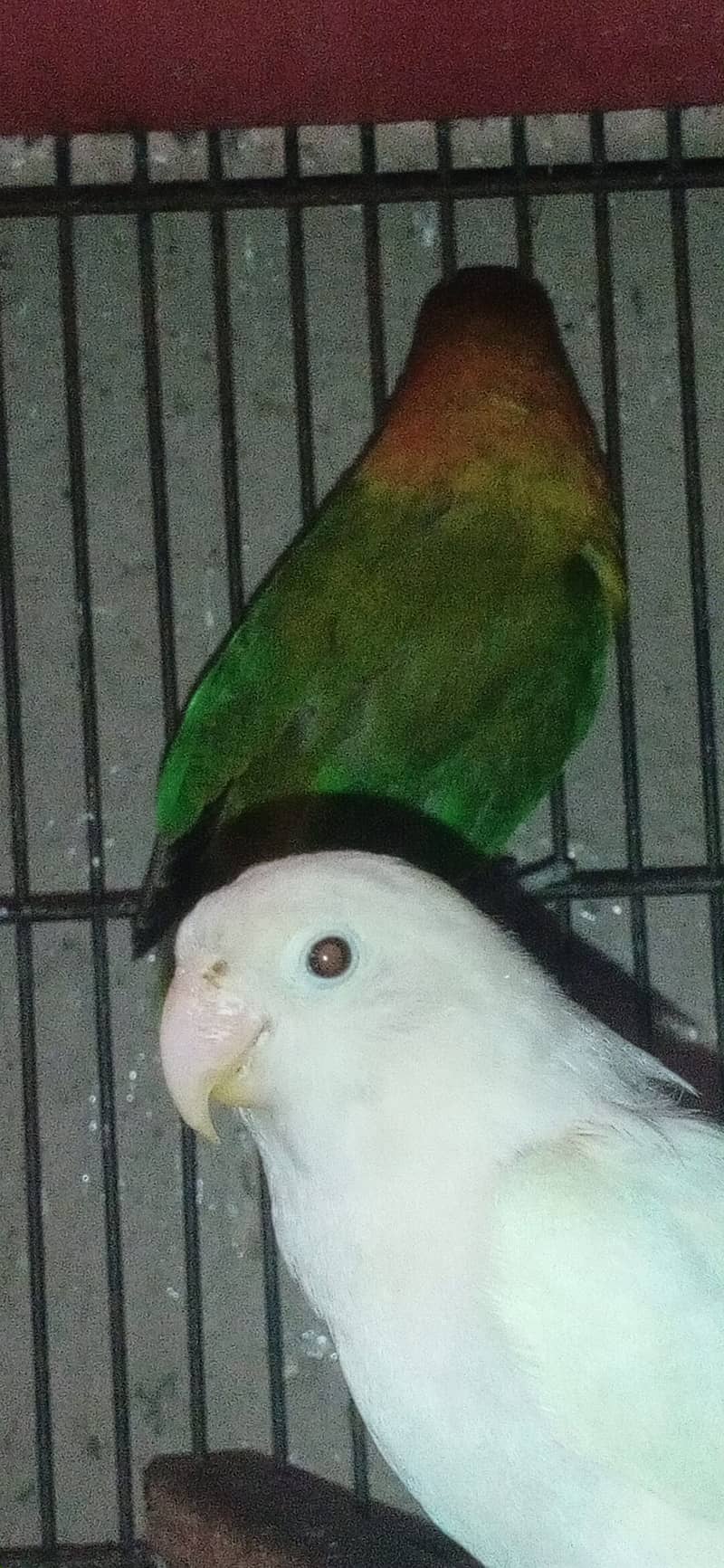 albino black eyes love bird 1