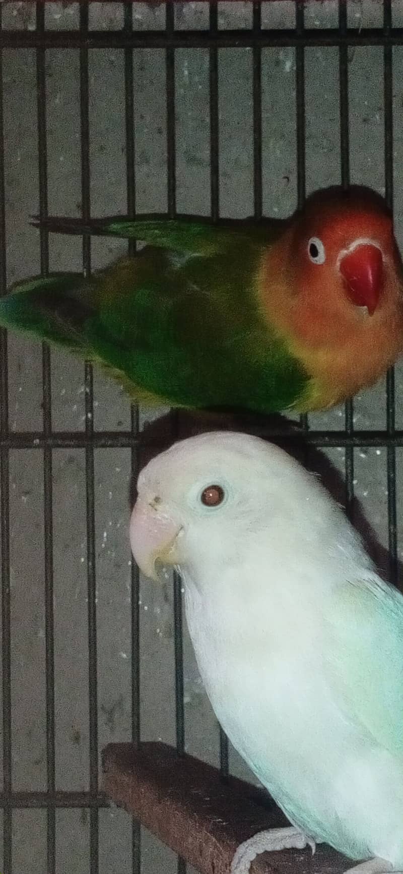 albino black eyes love bird 2