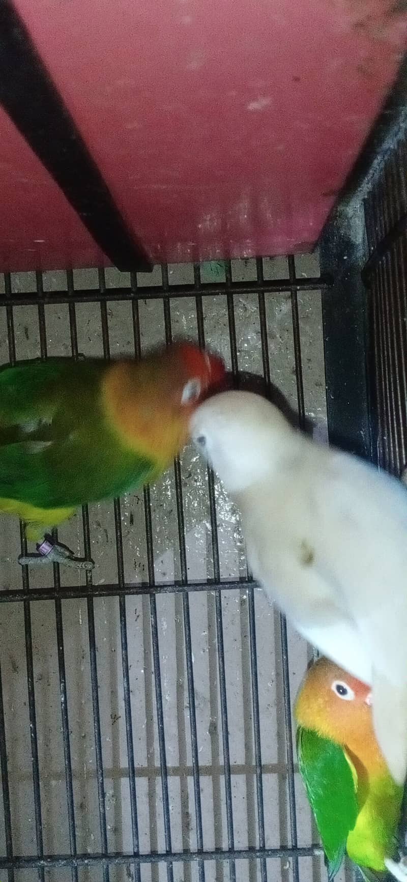 albino black eyes love bird 3