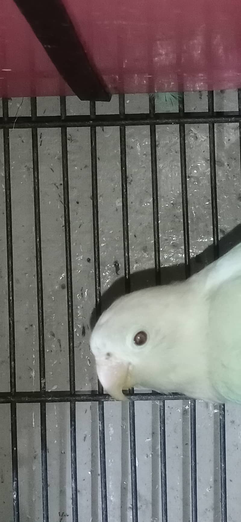 albino black eyes love bird 4