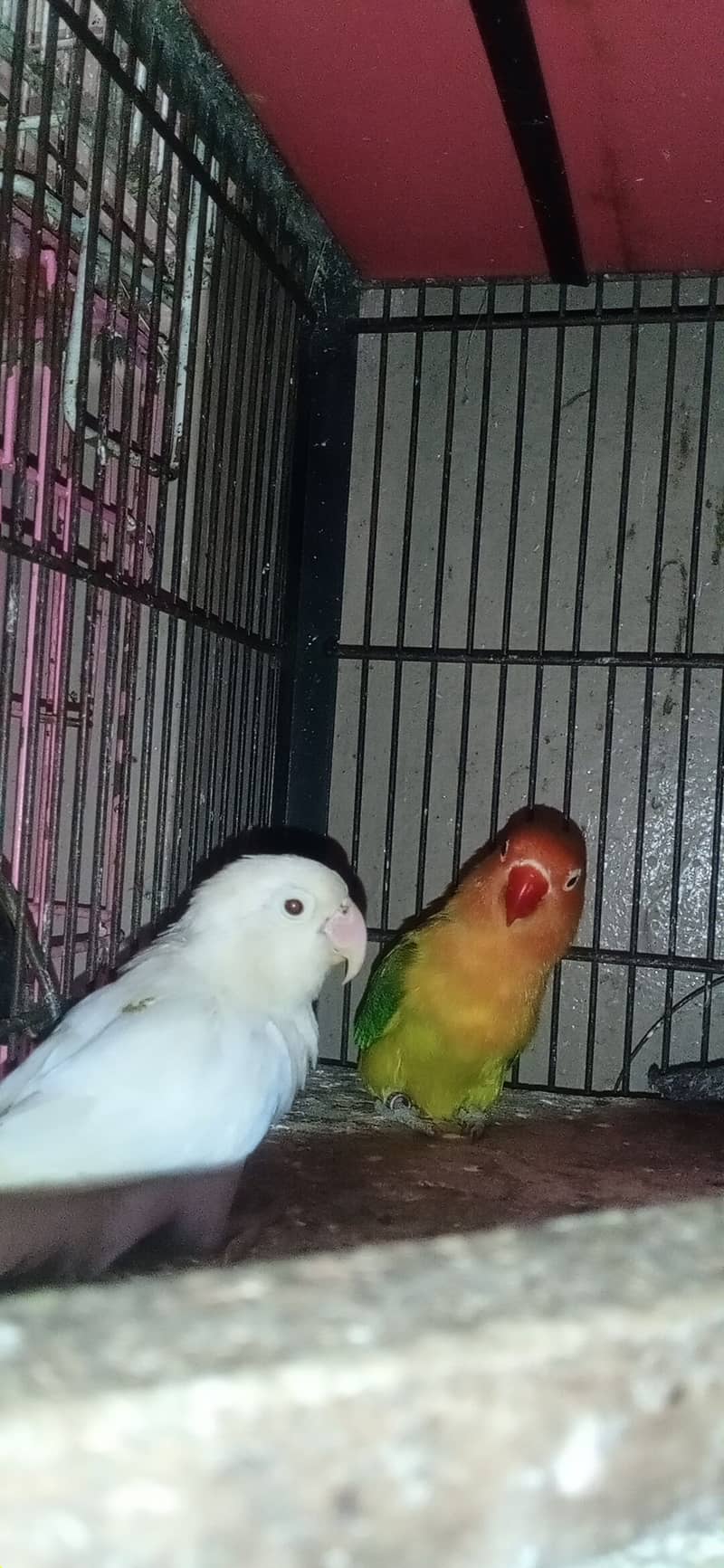 albino black eyes love bird 5