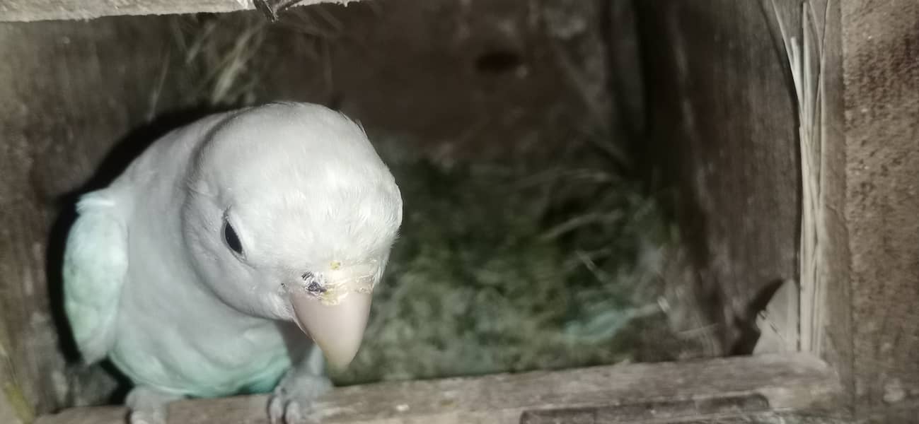 albino black eyes love bird 8