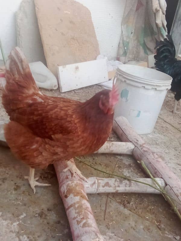 lohman brown egg laying  for sale 3