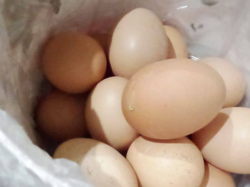 lohman brown egg laying  for sale 4