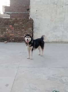 husky female for sale