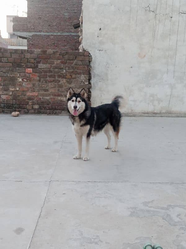 husky female for sale 0