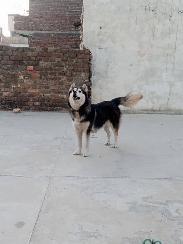 husky female for sale 1