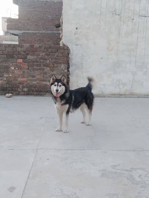 husky female for sale 2