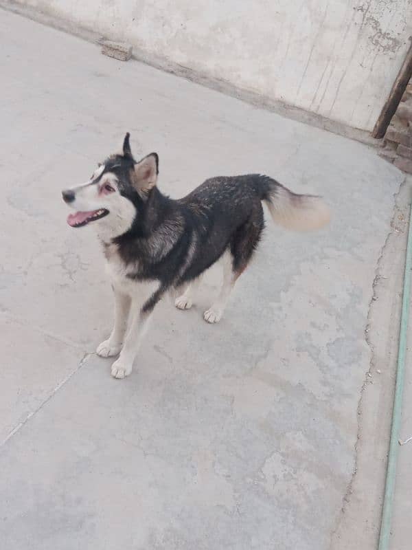 husky female for sale 3