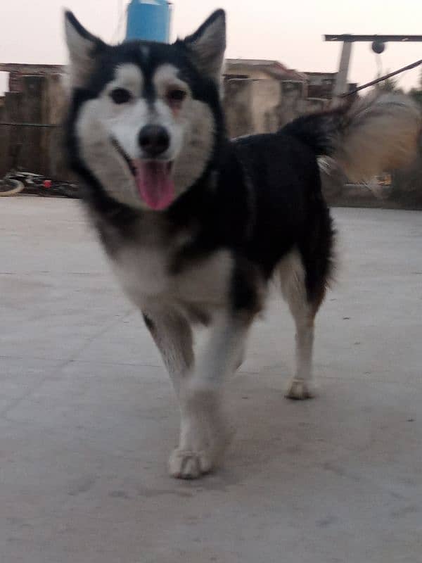 husky female for sale 4