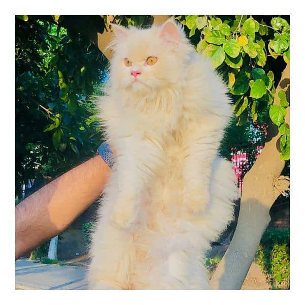 Persian triple coated punch face kitten available for sale 5