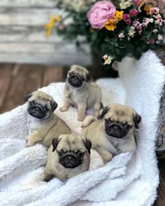 pug puppies available