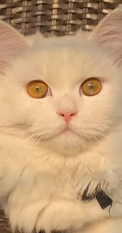 white Persian long coat female