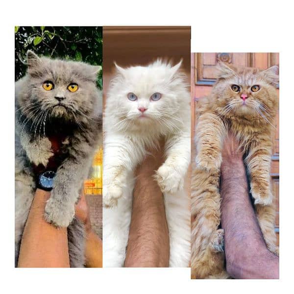 Persian triple coated punch face kitten available for sale 0