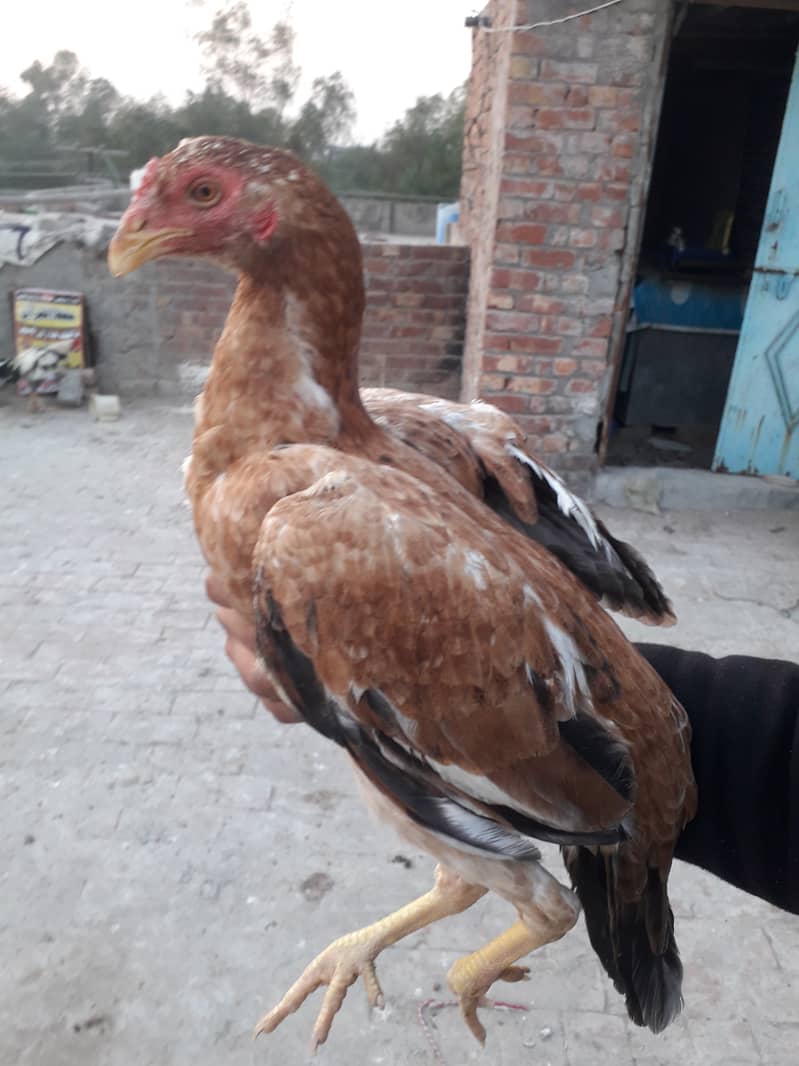 Thi and burmi aseel pathi 4 sale 03234964348 6