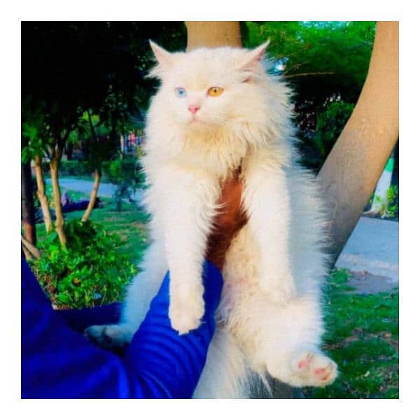 Persian triple coated punch face kitten available for sale 9