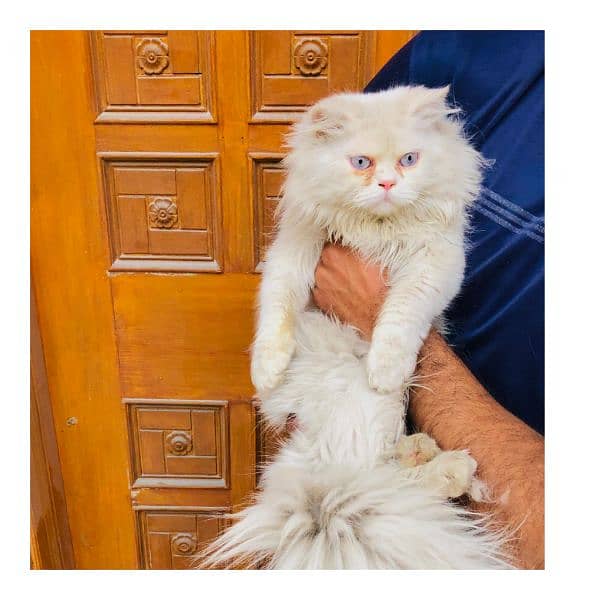 Persian triple coated punch face kitten available for sale 15