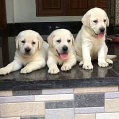 labrador puppies