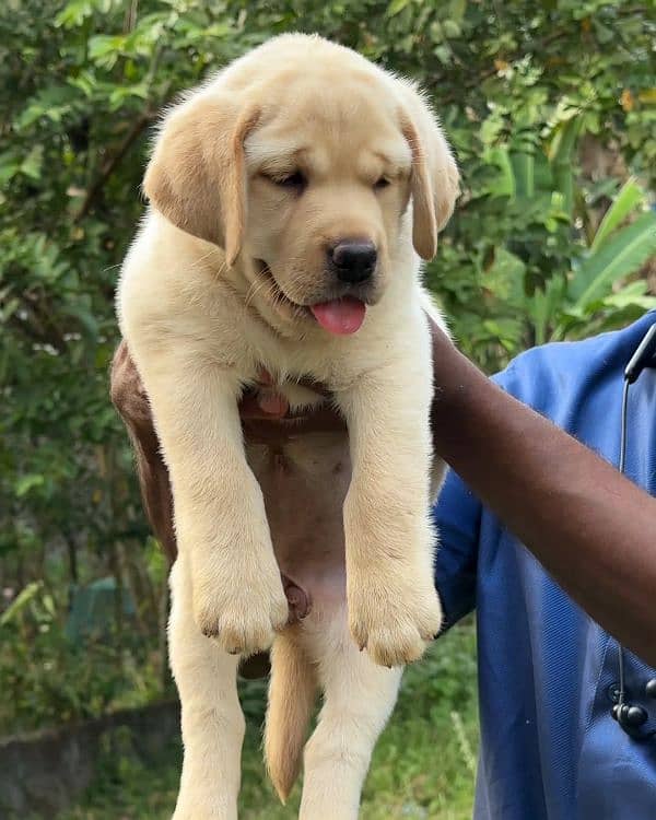 labrador puppies 1