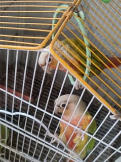 pineapple conure hande tame