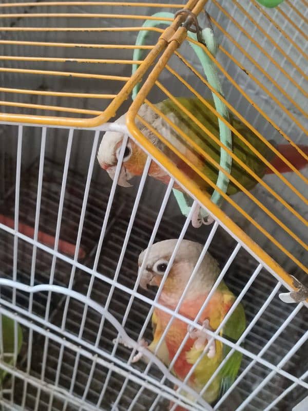 pineapple conure hande tame 0