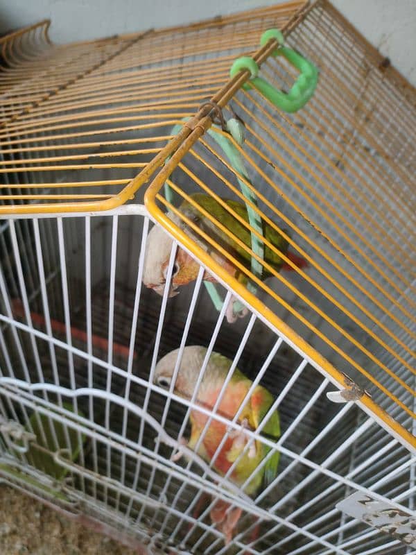 pineapple conure hande tame 1