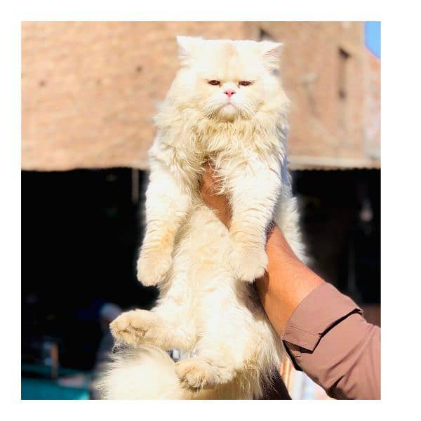 Persian triple coated punch face kitten available for sale 12