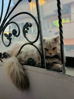 persian cat