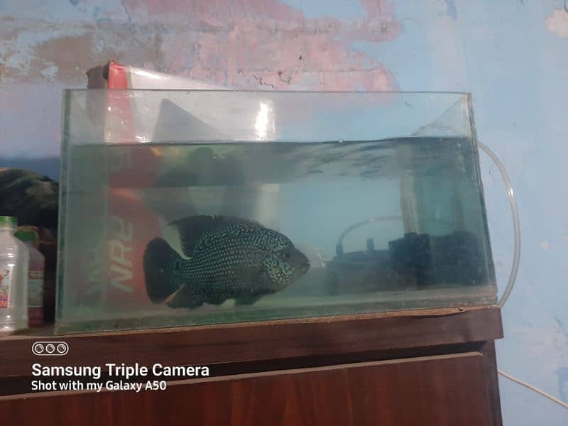 flowerhorn whites kamfa female 6 inch plus 0313*29*53002 whatsaap 1