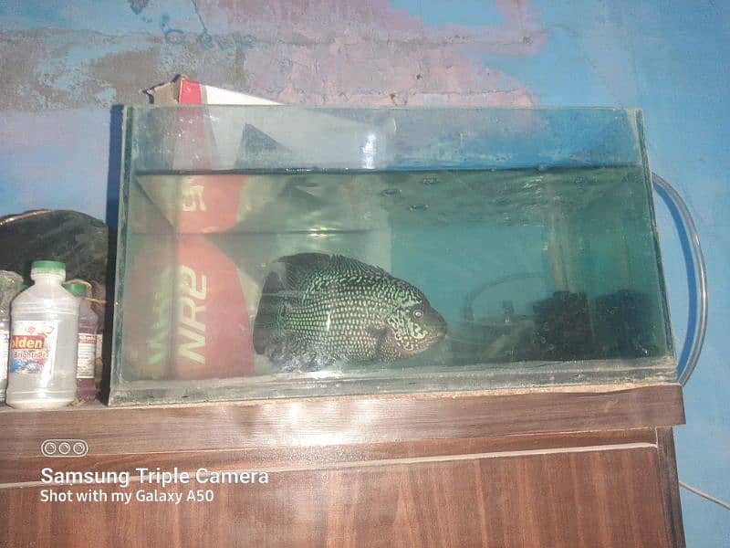 flowerhorn whites kamfa female 6 inch plus 0313*29*53002 whatsaap 2