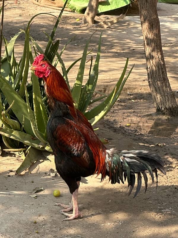 male hen 5