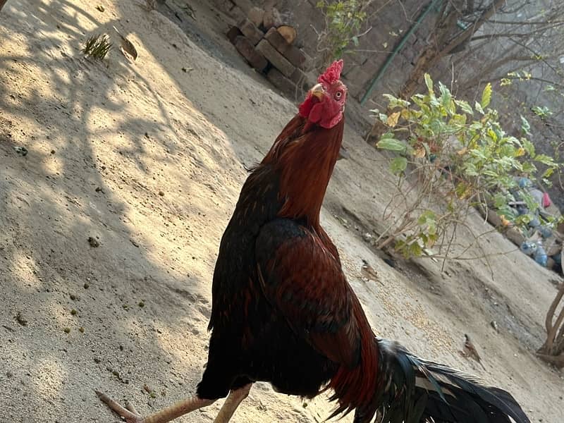 male hen 6