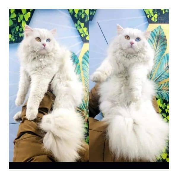 Persian triple coated punch face cat available for sale 5