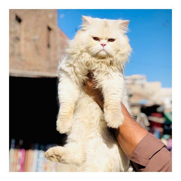 Persian triple coated punch face cat available for sale 7