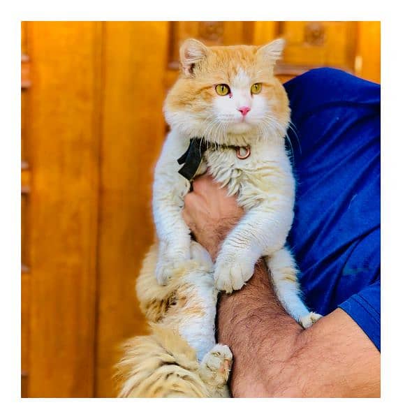 Persian triple coated punch face cat available for sale 8