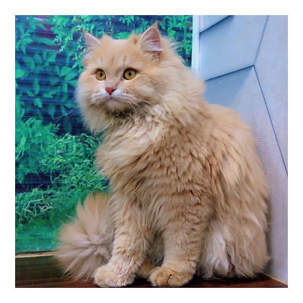 Persian triple coated punch face cat available for sale 10