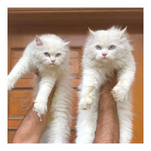 Persian triple coated punch face cat available for sale 11