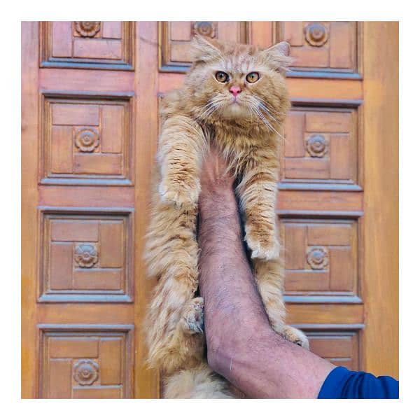 Persian triple coated punch face cat available for sale 15