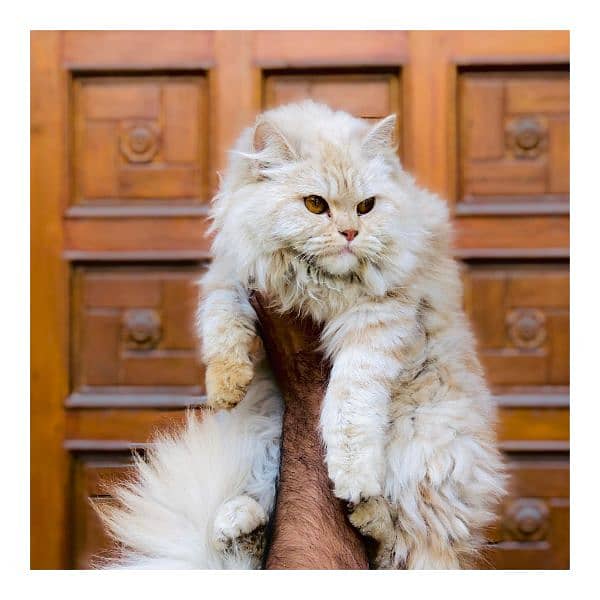 Persian triple coated punch face cat available for sale 16