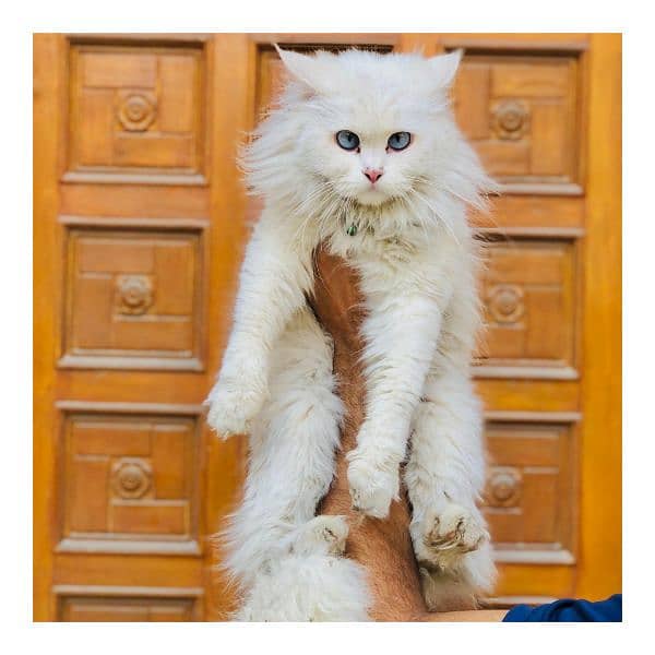 Persian triple coated punch face cat available for sale 18