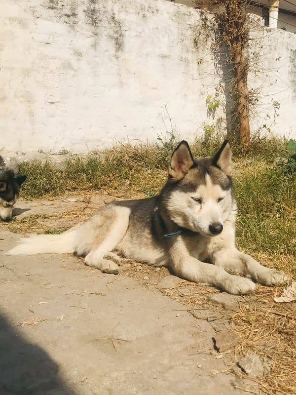 Sybarien Husky 1