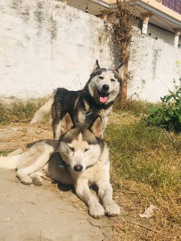 Sybarien Husky 2