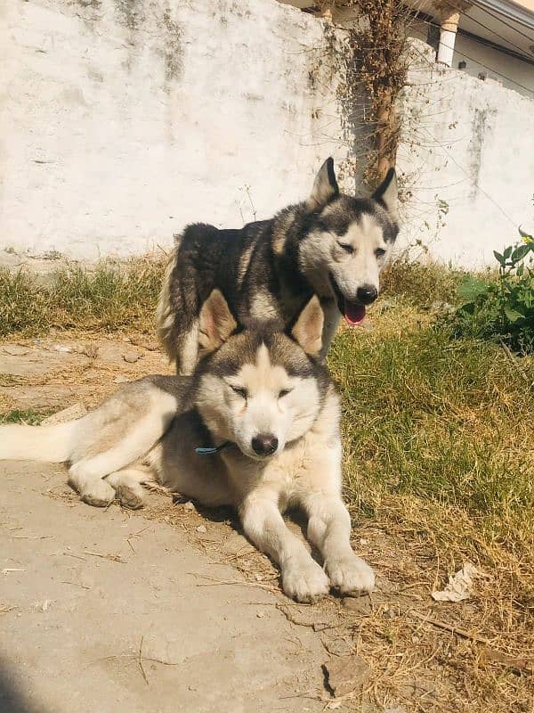 Sybarien Husky 3