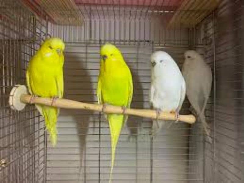 Fellow parrots for sale 1