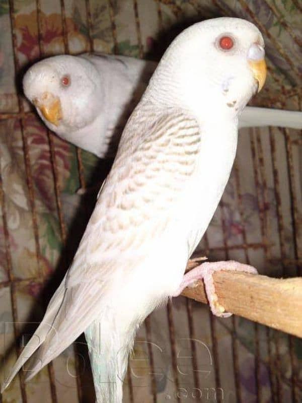 Fellow parrots for sale 3