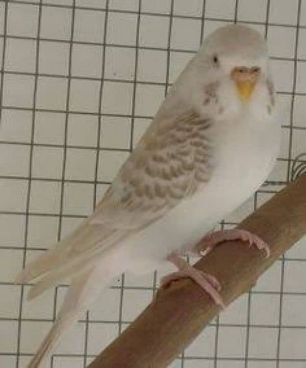 Fellow parrots for sale 4