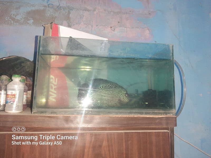 flowerhorn whites kamfa female 6 inch plus 0313*29*53002 whatsaap 1