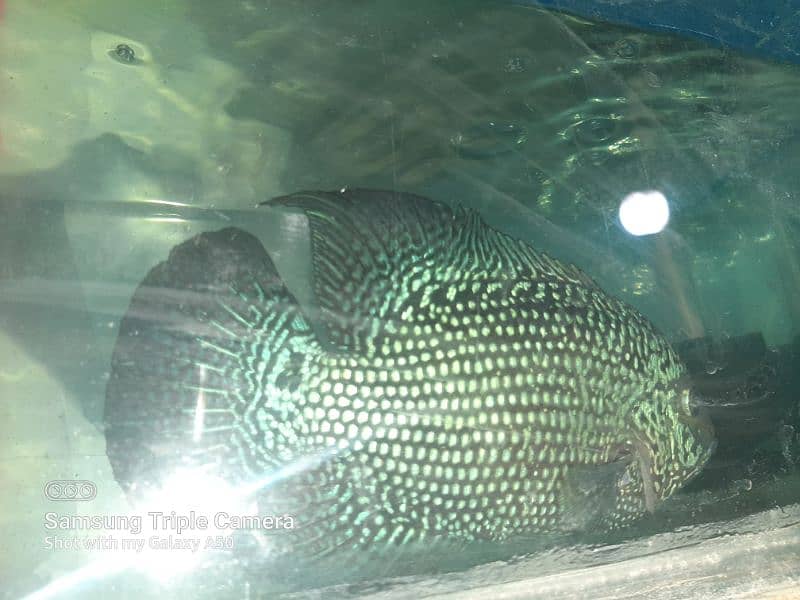 flowerhorn whites kamfa female 6 inch plus 0313*29*53002 whatsaap 2