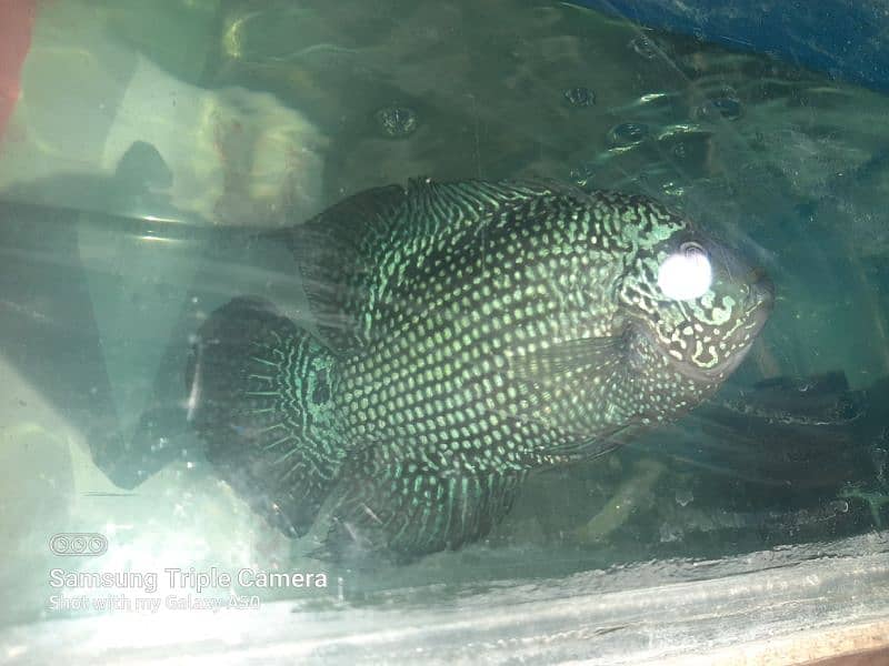 flowerhorn whites kamfa female 6 inch plus 0313*29*53002 whatsaap 0